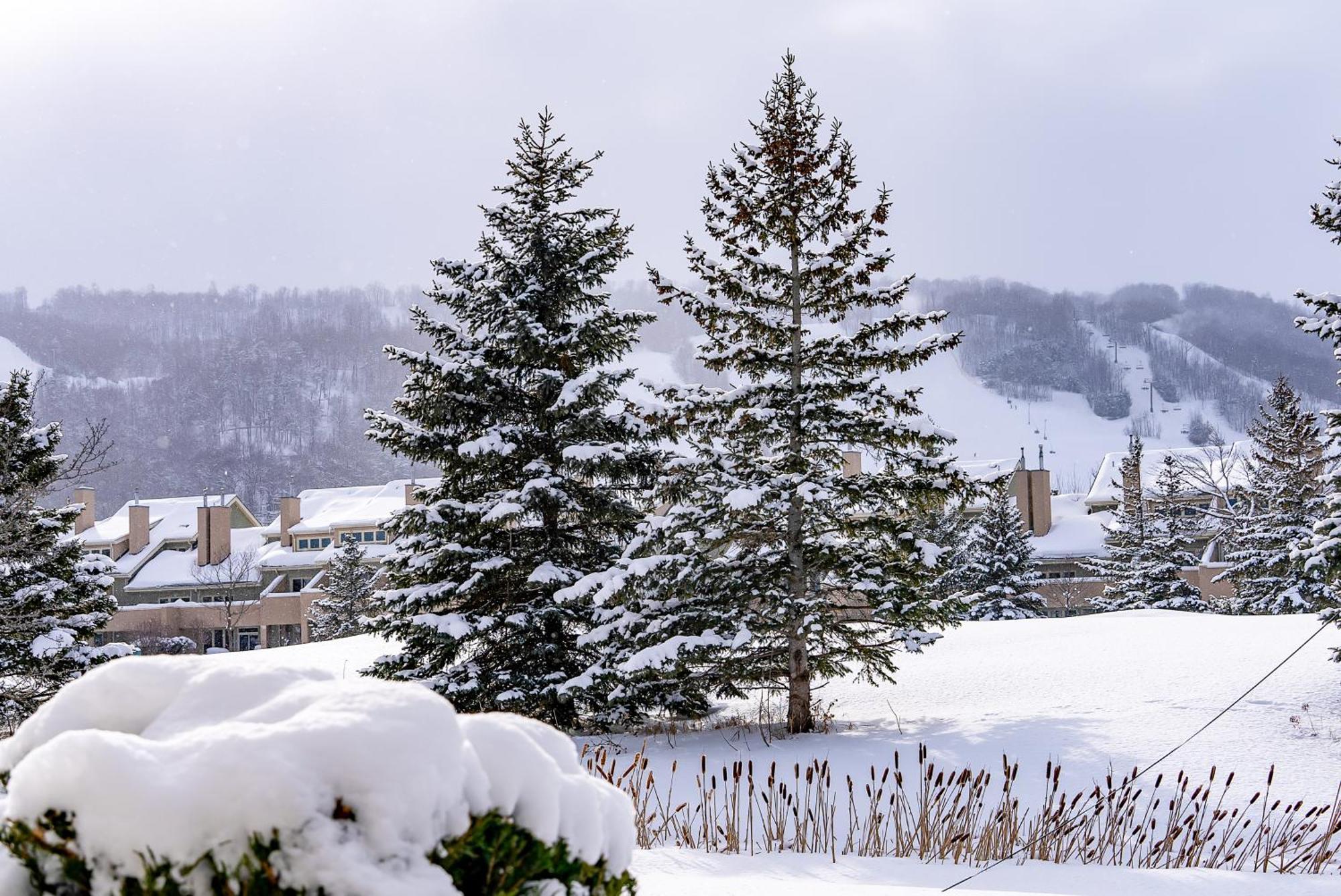 Luxurious Blue Mountain 3br & 3bth Walk-in To Village