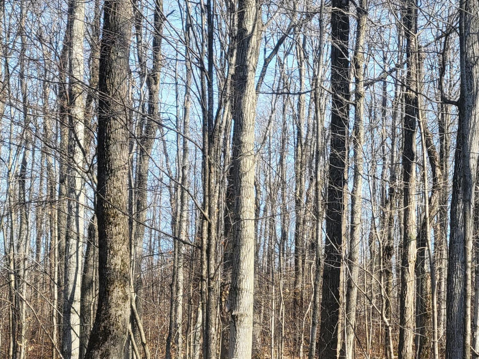 Sweet Woods Hill